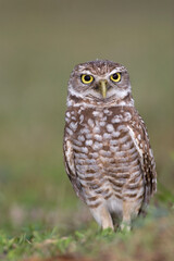 Burrowing Owl, Athene cunicularia, Broward County Park, Florida
