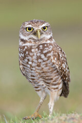 Burrowing Owl, Athene cunicularia, Broward County Park, Florida