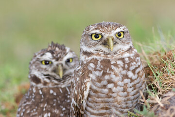 Burrowing Owl, Athene cunicularia, Broward County Park, Florida