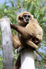 Weisshandgibbon