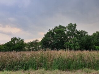 Fototapeta premium Atmosphere with wind blowing fields, trees and clear skies.