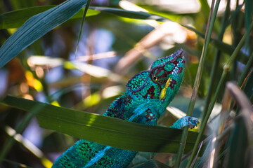 Wild colorful chameleon in the forest in Reunion Island