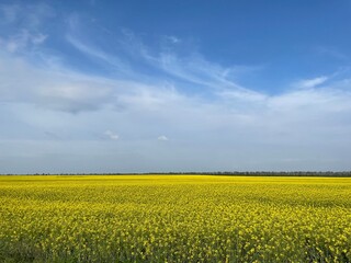 Rape field with blue sky