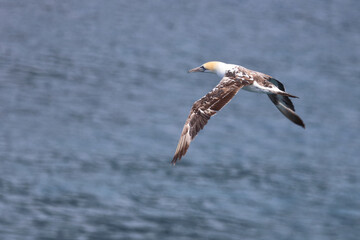 Australischer Tölpel / Australasian gannet / Morus serrator.