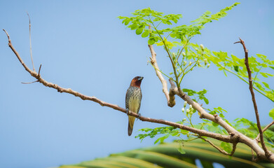 Scaly breasted munia bird perched on a tree branch against clear blue skies.