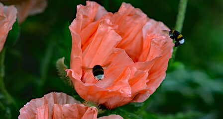 Klatschmohn, Blume,  Nahaufnahme, Hummel