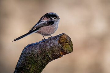 Long Tailed Tit