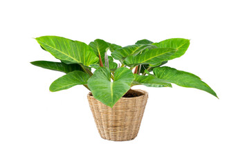 Philodendron (Philodendron sp. ‘Ruaysap’) is one of three subgenera within the genus...