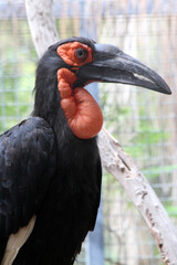 Kaffernhornrabe