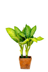Dumb Cane or Dieffenbachia, Path isolated on white background. Beautiful Fresh Chinese Evergreen ( Aglaonema sp. ) growing in Clay flower pot for home decoration, House lucky plant in tropical forest