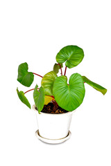 King of Heart or Homalomena rubescens in pot isolated on white background with clipping path. Beautiful Green Calla tropical plant. Fresh leaves Growing in a plastic flower pot for home decoration