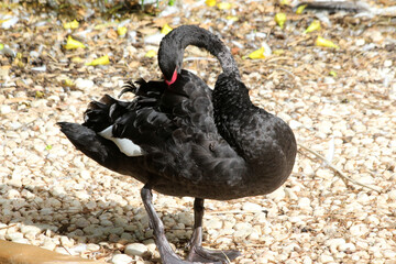 Fototapeta premium Trauerschwan