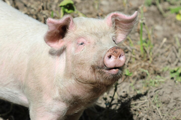 Hausschwein / Domestic pig / Sus scrofa domesticus