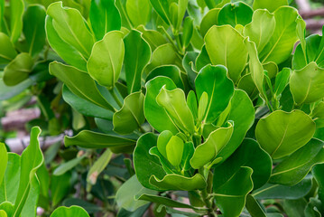 Fototapeta premium Copey or Balsam apple, Pitch apple, Monkey apple with big green leaf on natural background. Clusia rosea or Clusia major are tropical plants in park. Nature green leaves background for design