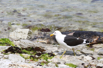 Dominikanermöwe / Southern black-backed gull / Larus dominicanus
