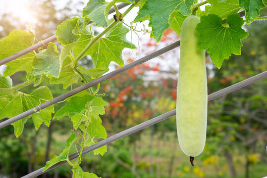 Raw fresh fruit of wax gourd or Benincasa hispida on blurred greenery background in garden, sunlight with copy space. Natural green plants, ecology, fresh wallpaper. Concept nature background