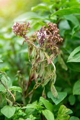 Obraz premium Sweet Basil or thyme (Ocimum basilicum)on blurred greenery background in garden. The basil is a disease caused by fungi, leaves and shoots of brutality and burns. Concept nature background
