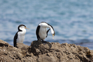 Elsterscharbe / Australian pied cormorant / Phalacrocorax varius