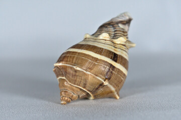 Sea shell close-up with lines in different brown tones