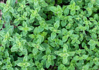 Obraz premium oregano plant