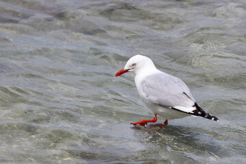 Rotschnabelmöwe / Red-billed gull / Larus scopulinus