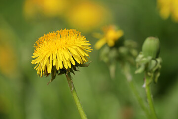 Blooming dandelion flowers in green grass. Spring meadow with yellow wildflowers