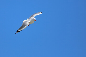 Rotschnabelmöwe / Red-billed gull / Larus scopulinus.