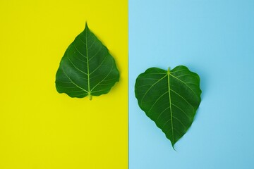Green pho leaves on a two-color background are blue with yellow