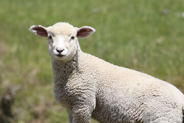 Obraz na płótnie Canvas Coopworthschaf / Coopworth sheep / Ovis.