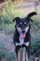 portrait of a dog & Dog with Smile