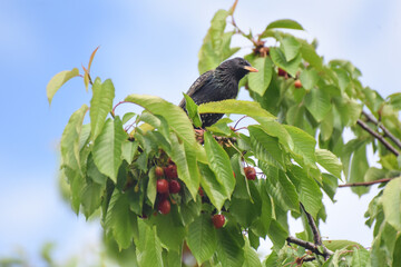 Common starling eating cherry on tree. Starling make damage in orchard
