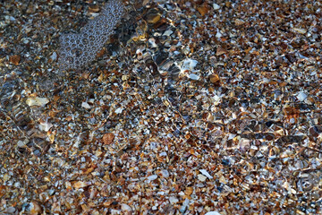 Seaside. Sea bottom. Shell rock.