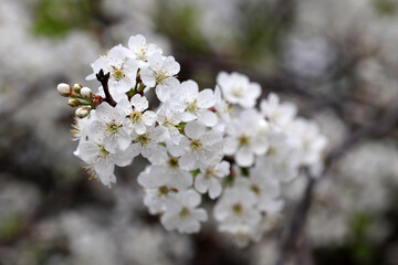 Cherry blossom in spring garden on blurred background. White flowers with young leaves on a branch
