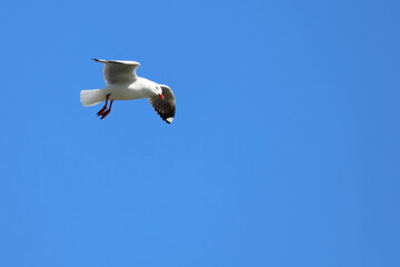 Rotschnabelmöwe / Red-billed gull / Larus scopulinus.