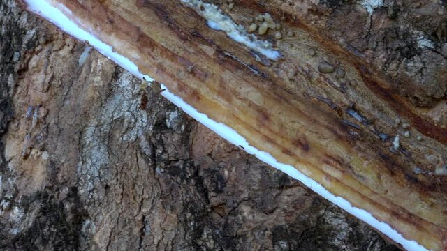 Rubber tree cut and raw rubber.