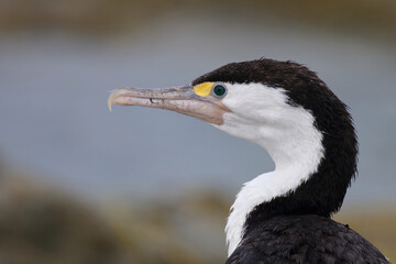 Elsterscharbe / Australian pied cormorant / Phalacrocorax varius