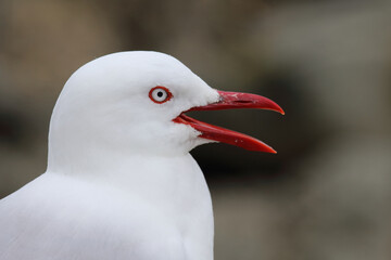 Rotschnabelmöwe / Red-billed gull / Larus scopulinus