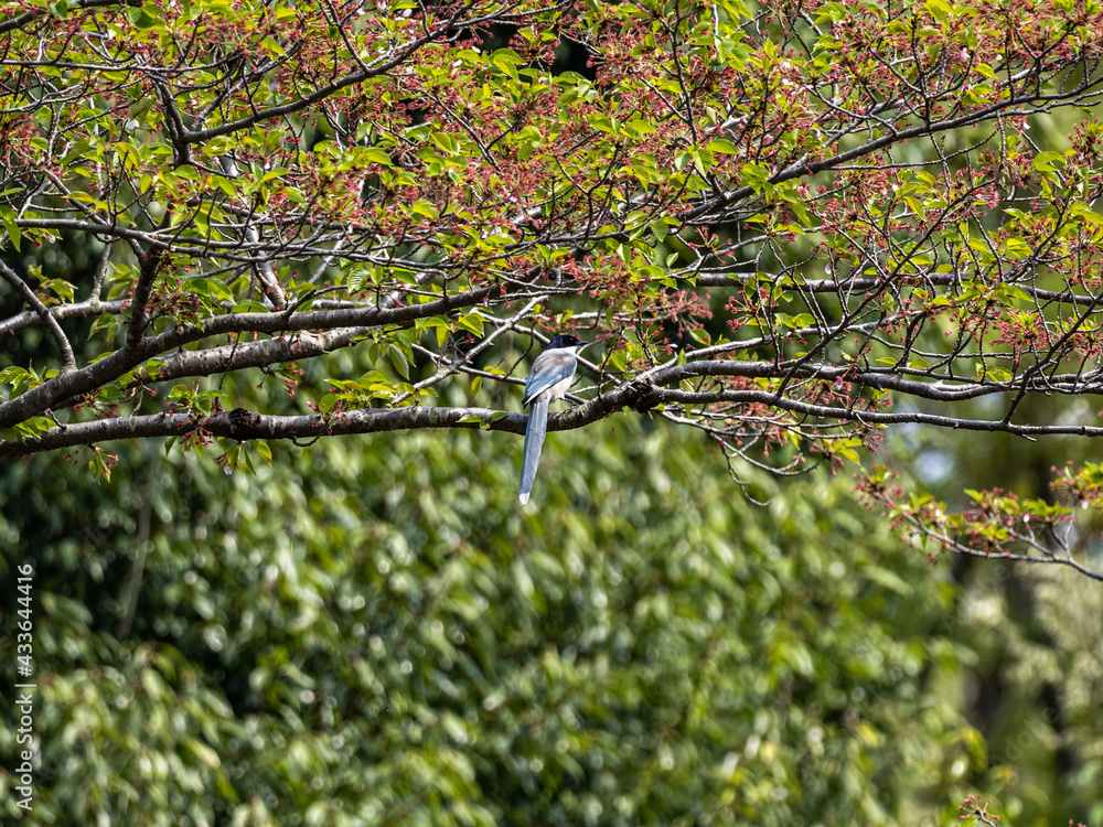 Wall mural low-angle shot of an azure-winged magpie, cyanopica cyanus, perched on a tree branch