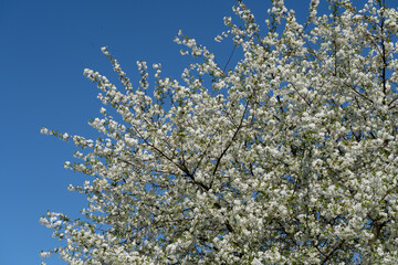 A large cherry tree blooms with white flowers