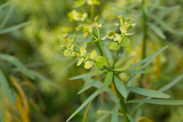 Obraz premium Inflorescence of Euphorbia regis-jubae plant at sunny day