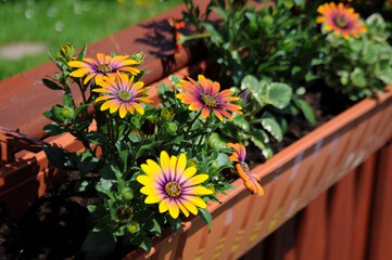 Close up on a colorful, vibrant daisies - osteospermum ecklonis in the box in the garden on a sunny day
