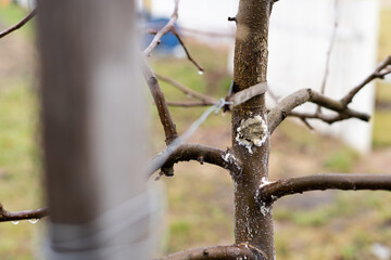 A young tree is tied with a leather strip and wire in a wooden peg