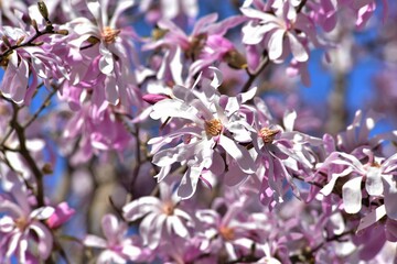 Blüten der Rosa Sternmagnolie, Magnolia stellata, als Frühlingsboten im heimischen Garten