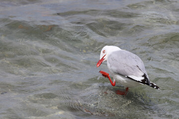 Rotschnabelmöwe / Red-billed gull / Larus scopulinus