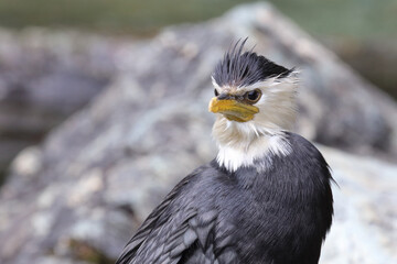 Australische Zwergscharbe oder Kräuselscharbe / Little pied cormorant or Little shag / Microcarbo...
