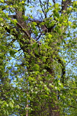 Wald, Frühling, Blätter, Buche, Eiche