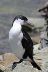 Naklejka premium Elsterscharbe / Australian pied cormorant / Phalacrocorax varius