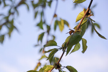 Bee on a tree branch in the garden