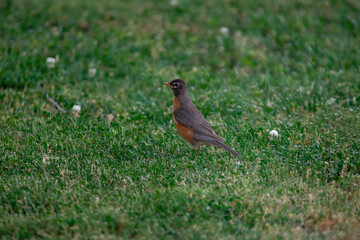 Robin in the Grass