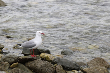 Rotschnabelmöwe / Red-billed gull / Larus scopulinus